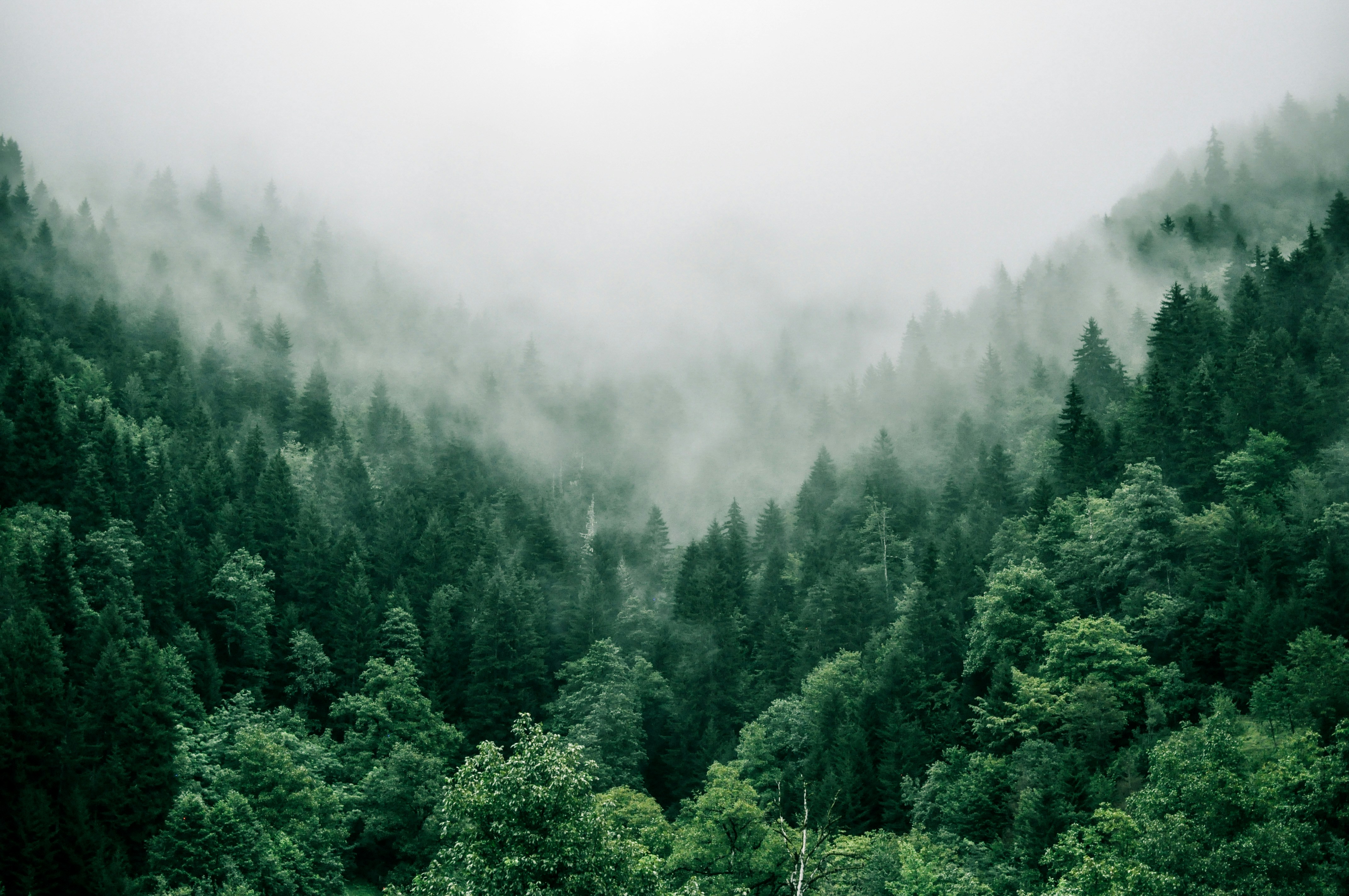 Real misty forest nature wallpaper